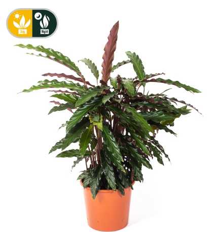 Rhythm plant overdag